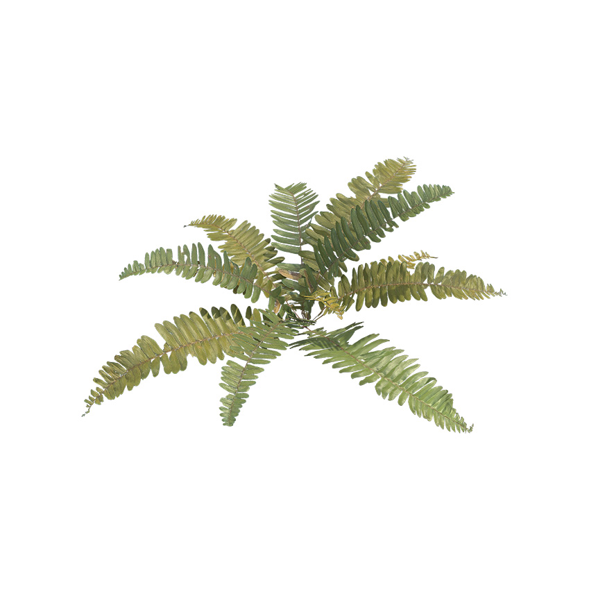 Pterophyta - Fern 02